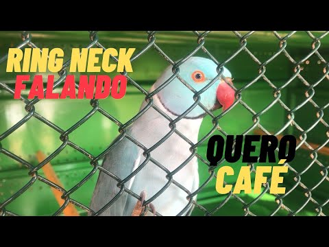 Ring neck falando "quero café"