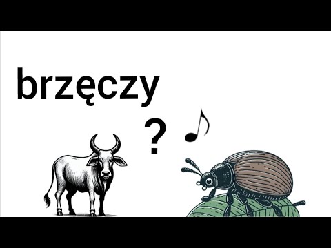 How to say "W Szczebrzeszynie (etc...)". Polish tongue twister practice - Polish in a pill