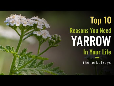 This Plant Does EVERYTHING! (10 Yarrow Uses for Home & Garden)