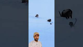 Leopardo e Bode das neves 😱