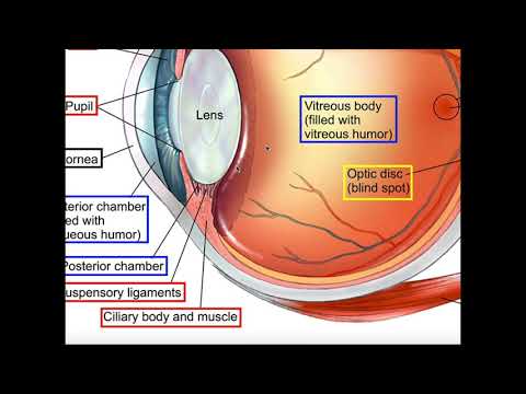Anatomy of the Eyeball and 3 Tunics