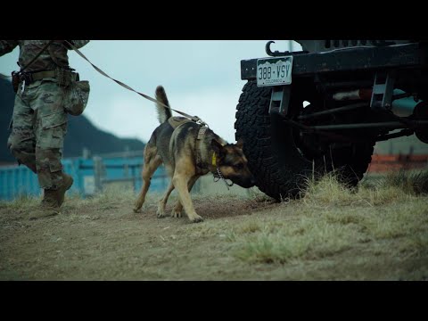 31Kilo: The Military Working Dog