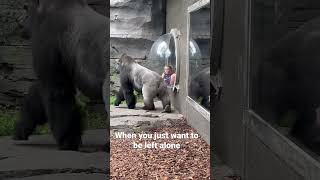 Gorilla in zoo wanting his personal space !