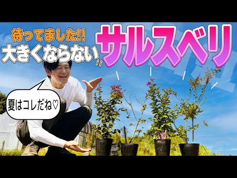 インドライラックの色あせた花は切ったほうがいいでしょうか？夏のサルスベリの剪定について知っておくべきことすべて  庭園