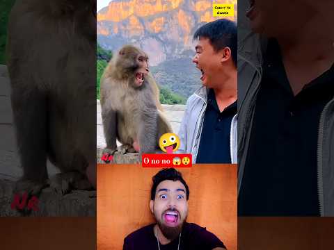 funny animals videos 😱 try Not to Laugh shorts 815 🤣 #funny #funnyanimal #animals #shorts #reaction