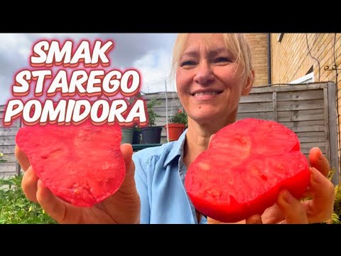 4 Tomatoes You Must Have! Test of 13 Varieties.