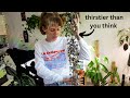 Learn From My Mistakes String Of Hearts Ceropegia Care Collection Tips Tricks