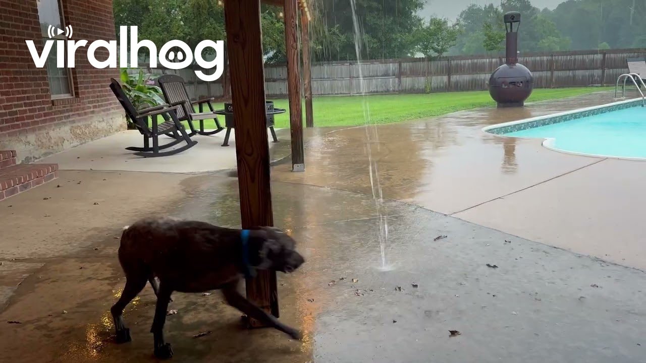 Dog Brakes Aren’t Working || ViralHog