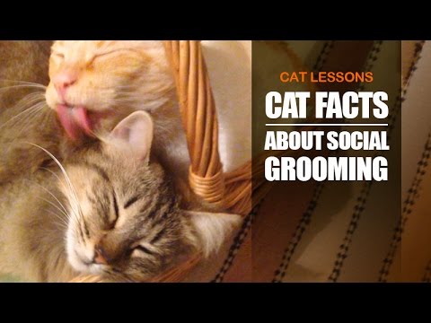 5 Reasons Why Cats Groom Each Other