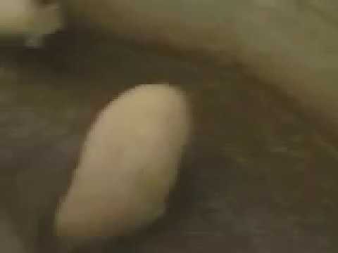 Bloopers Comedy  - Sheep Crash