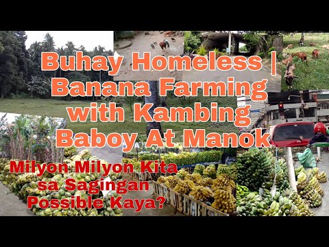 Buhay Homeless sa Novaliches | Banana Farming | Goats Pigs And Chicken | Integrated Farming
