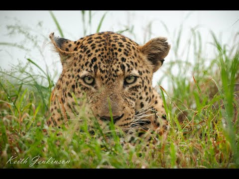 See spots on safari