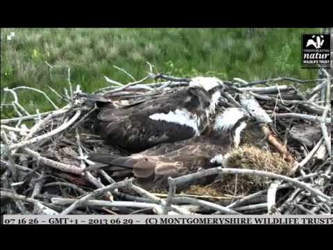 Monty brings fish, long battle for Glesni to reclaim chick - Dyfi Osprey Project