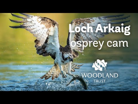 Male osprey delivers fish to his mate - Loch Arkaig Osprey Cam (2020)