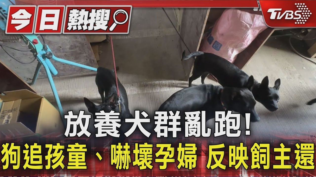 放養犬群亂跑! 狗追孩童、嚇壞孕婦 反映飼主還被嗆