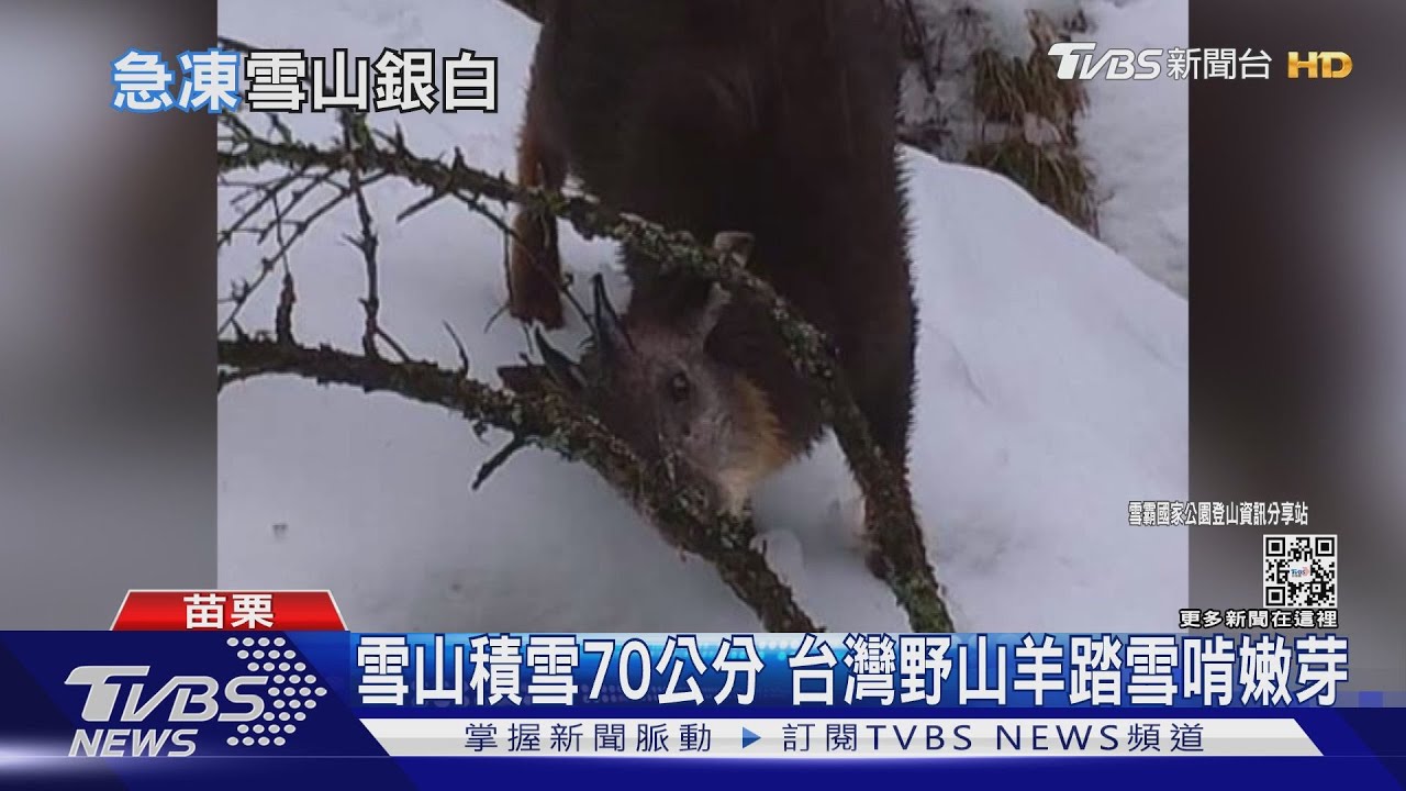 雪山積雪70公分 台灣野山羊踏雪啃嫩芽