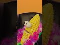 Cookie Monster Is Feeling Pretty Corny Sesamestreet