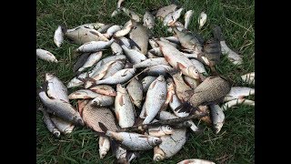Ловля воблы в астрахани весной
