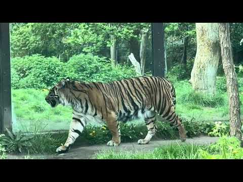 London Zoo - Walking Tour - England 🇬🇧  2025
