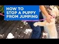 How To Train Your Puppy To Stop Jumping