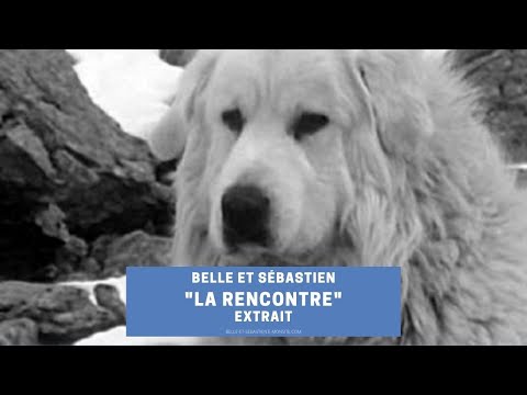 La rencontre | Extrait | Belle et Sébastien (1965)
