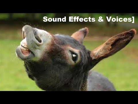 Verso dell'Asino / Towards of Donkey [Sound Effects & Voices]