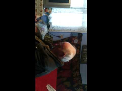 Mihai Checheriță, Veteran de război