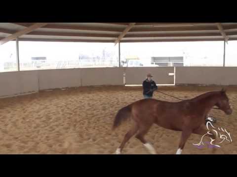 Colt Starting part 1 - Sarah Dawson