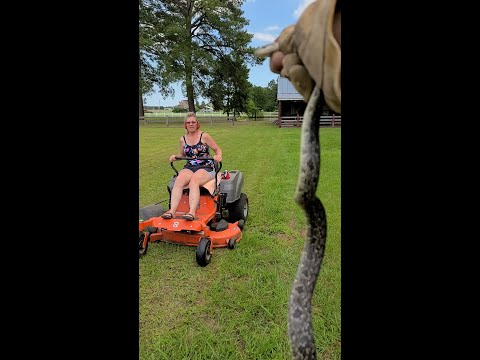 Relax, it's just a snake🐍 #reptiles #fail