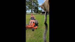 Détendez-vous, ce n'est qu'un serpent