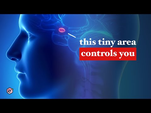 How Your Brain Feels Emotions: The Amygdala Hijack