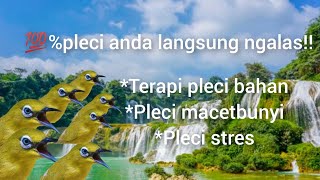 Download lagu 💯% ampuh terapi pleci bahan pleci macet bunyi pleci stres!! mp3