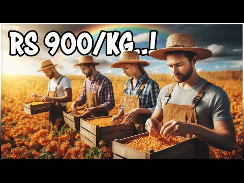 Golden Berry Fruit Farming | Cape Gooseberry Cultivation Guide