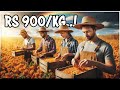 Golden Berry Fruit Farming Cape Gooseberry Cultivation Guide