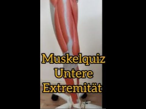 Anatomie Quiz Muskeln untere Extremität - Einfach Anatomie lernen durch mitraten