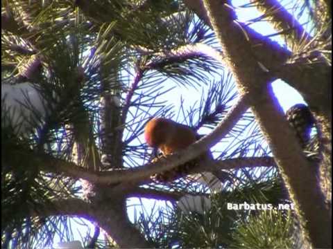 Piquituerto común ( Loxia curvirostra ) Crossbil