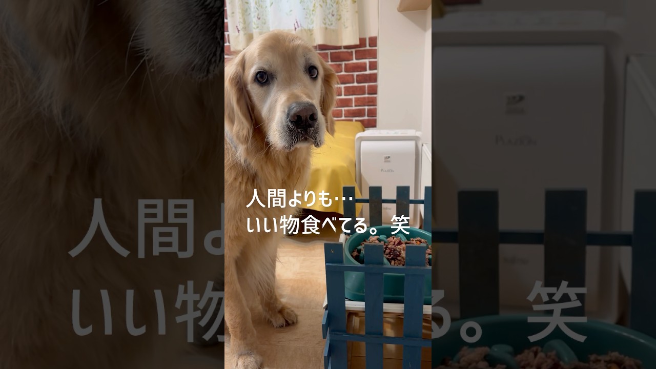 【美味しいダイエット飯】37kgキープしてます‼️ゴールデンレトリバー烈#shorts #れつれつ #goldenretreiver #馬肉イン