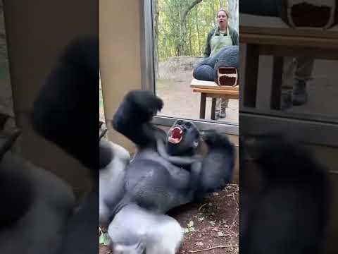 Gorilla thought the cake was real but it was fake - funny reaction