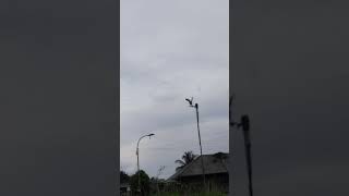 Download lagu suara bayan pikat jantan&betina full bunyi ciri khas.. mp3