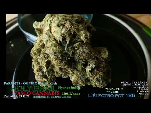 LE HOLY GRAIL DE VASCO CANNABIS - FICHE L'ÉLECTRO POT 186