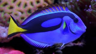 Top 10 most beautiful fish in the world have to see