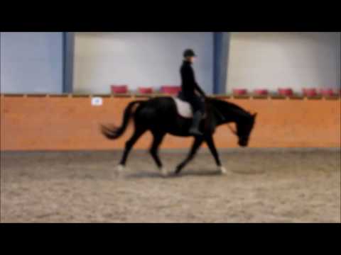 Egentrening dressur 02.01.17
