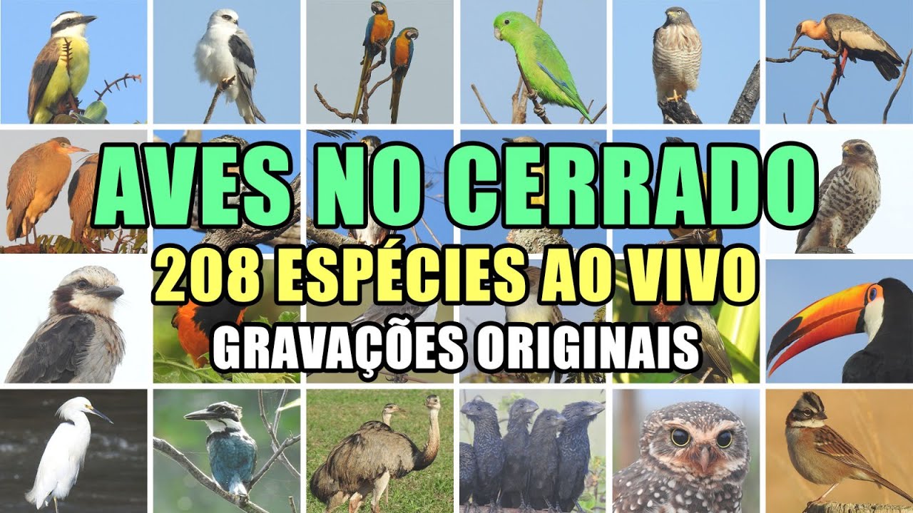 208 Espécies de aves do Cerrado. Gravações originais feitas na região de Uberlândia MG.