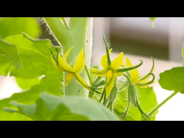 В Приангарье появился первый в 2024 году урожай огурцов и зелени