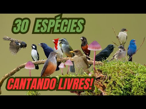 30 ESPÉCIES DE AVES BRASILEIRAS CANTANDO LIVRES! Edinei Oliveira.