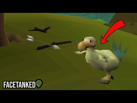 Do This for Your Chompy Bird KC