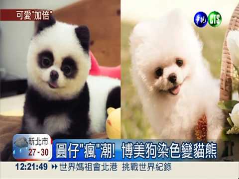 博美狗大變身! 毛髮染色變貓熊