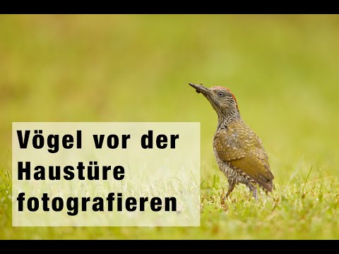 Vogelfotografie vor der Haustüre
