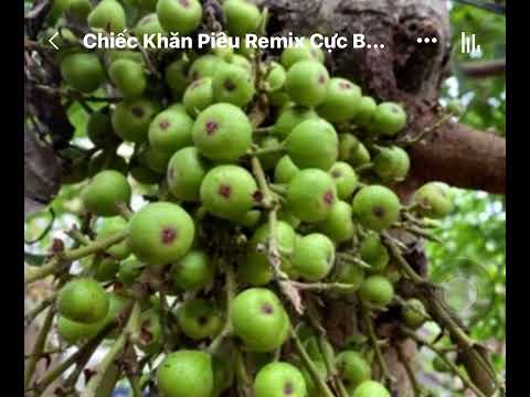 .Mykara - Karaoke - Chiếc Khăn Piêu ( Eg )