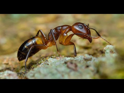 Fanghmir chanchin || Documentary